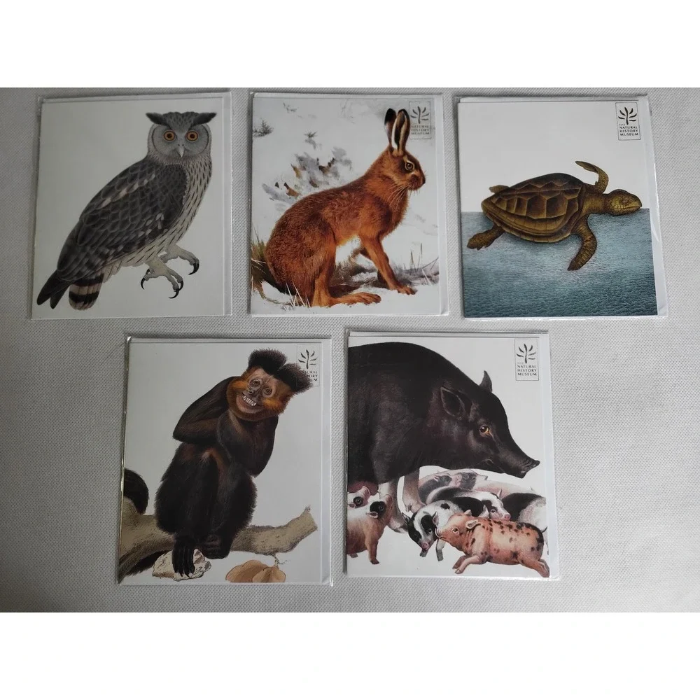 Natural History Museum Animal Greeting Cards Set of 5 Owl Hare Turtle Monkey OS